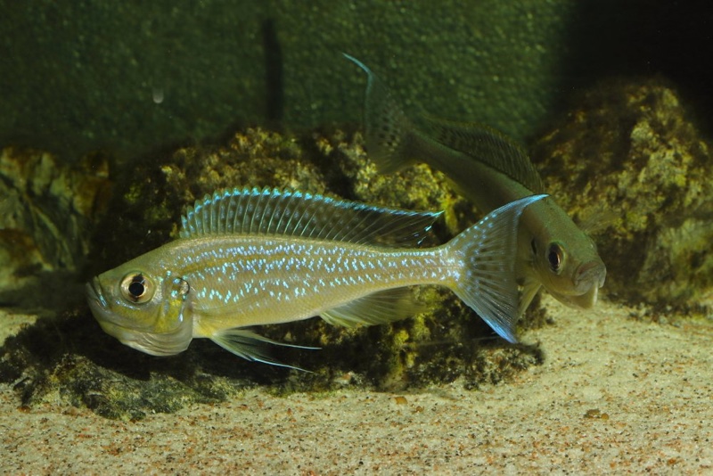 Haplotaxodon microlepis
